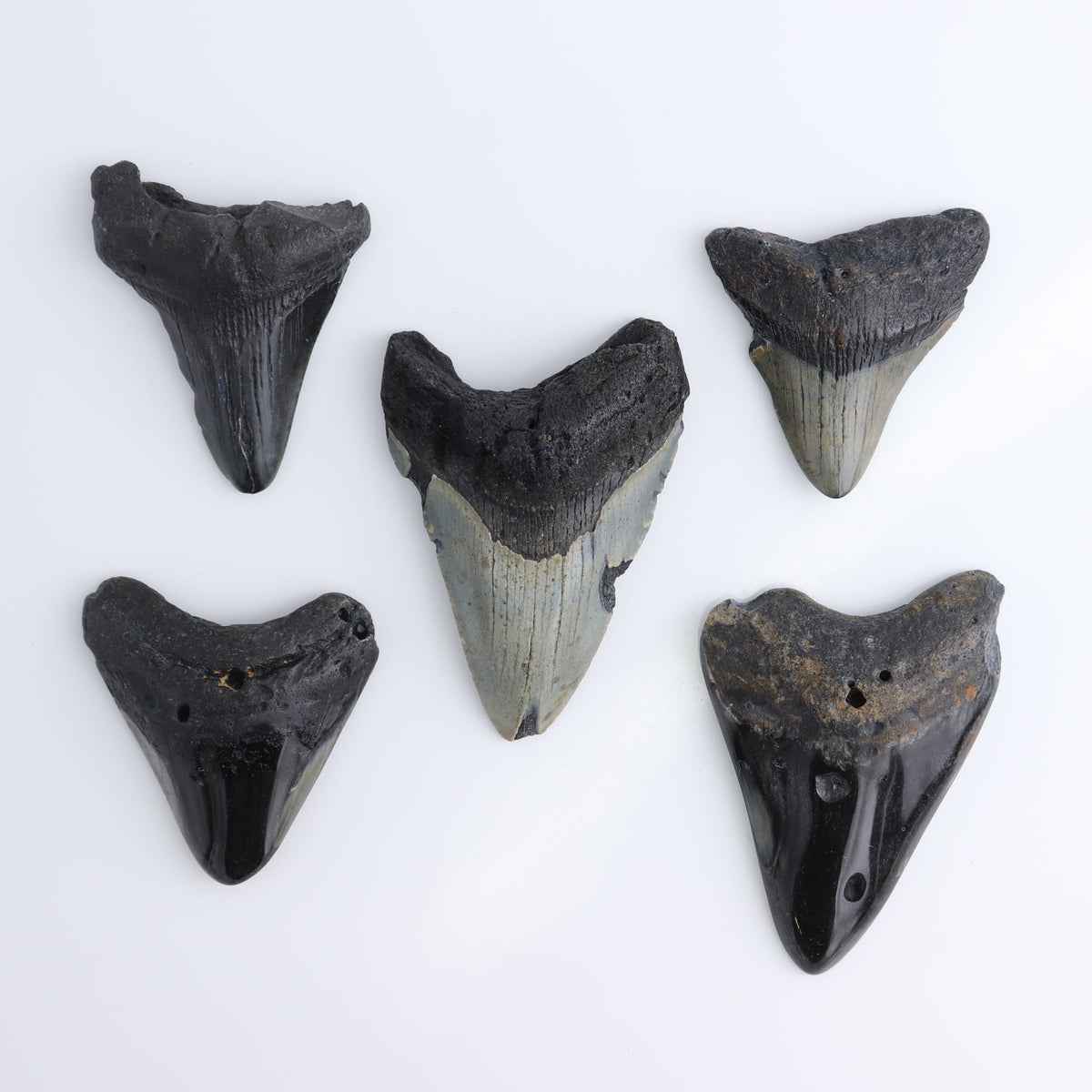 Megalodon Teeth Set of 5 - wholesale crystals