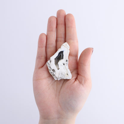 Agatized Coral Flat - Expert Wholesale and Supplier of Wholesale Crystals & Bulk Gemstones, ["Agate","Agatized Coral","Coral","United States"]