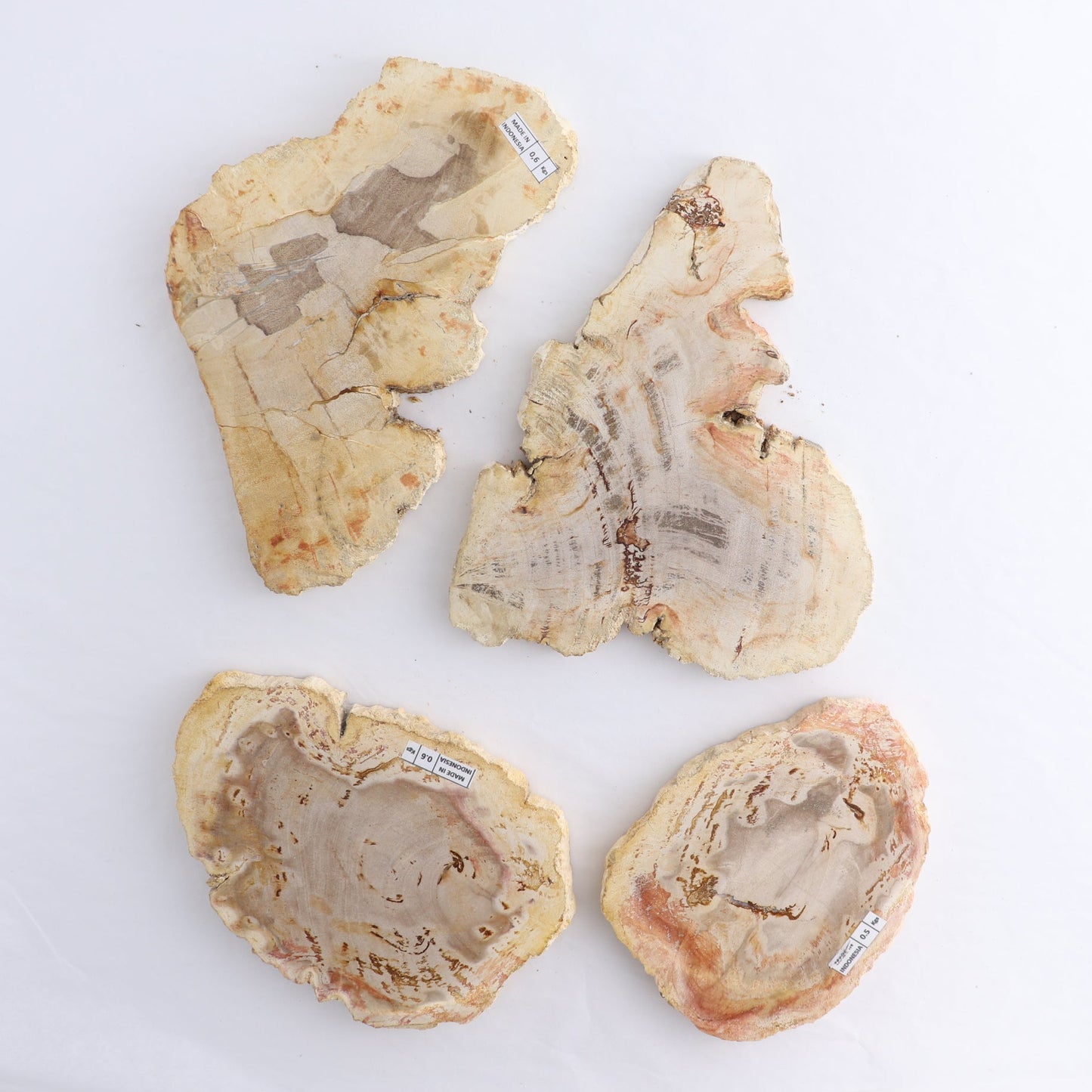 Petrified Wood Slices & Slabs Set of 4