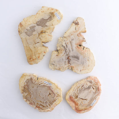 Petrified Wood Slices & Slabs Set of 4