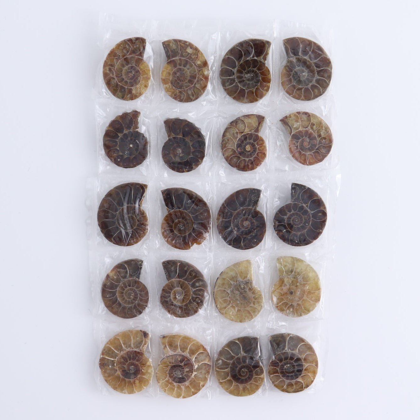 One 10 Pairs Mini Ammonite Set