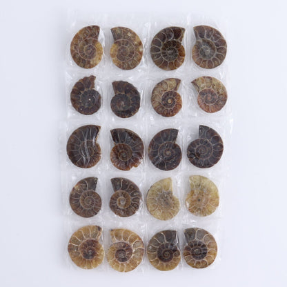 One 10 Pairs Mini Ammonite Set