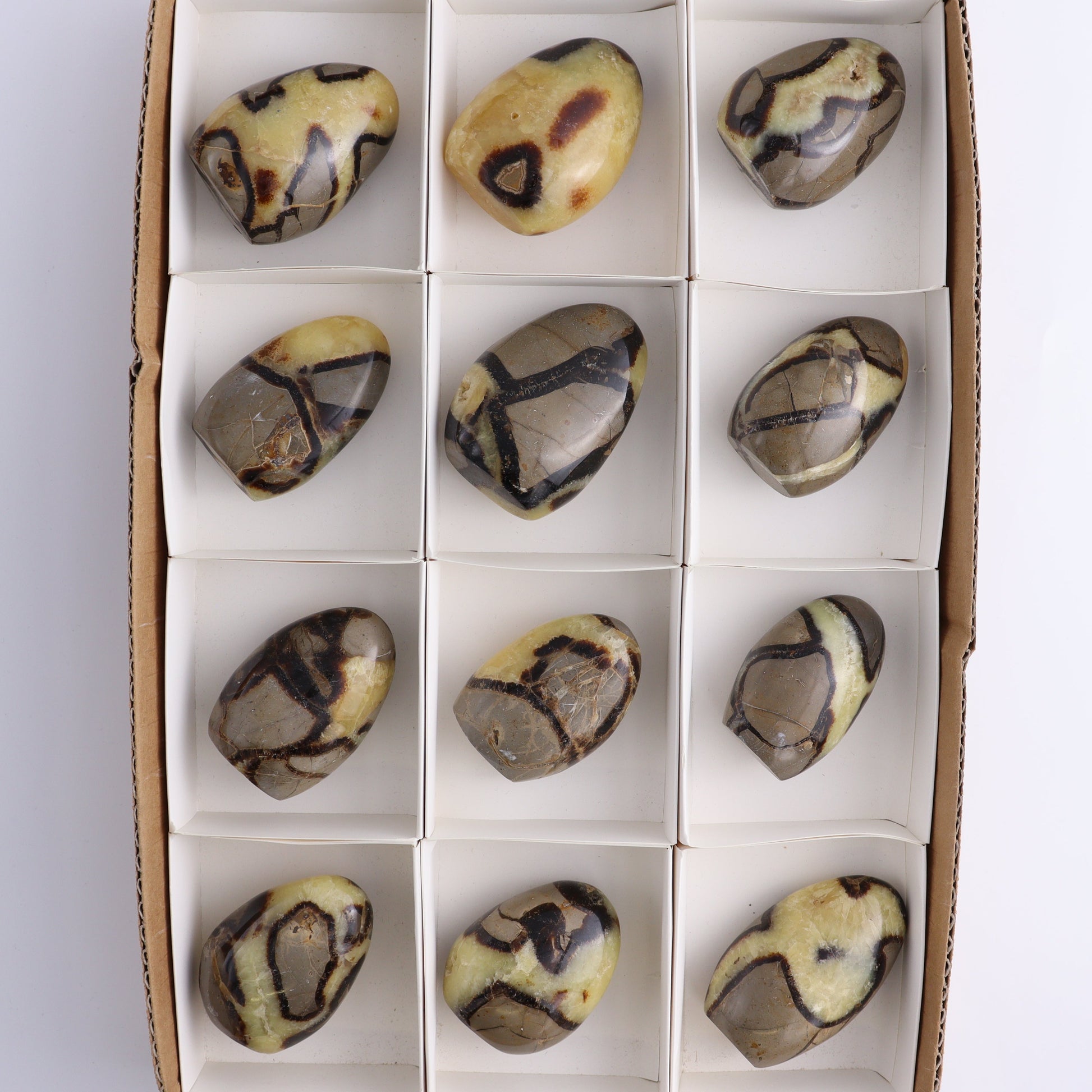 Septarian Freeforms Set of 12 - Expert Wholesale and Supplier of Wholesale Crystals & Bulk Gemstones, ["Freeforms","Madagascar","Septarian"]