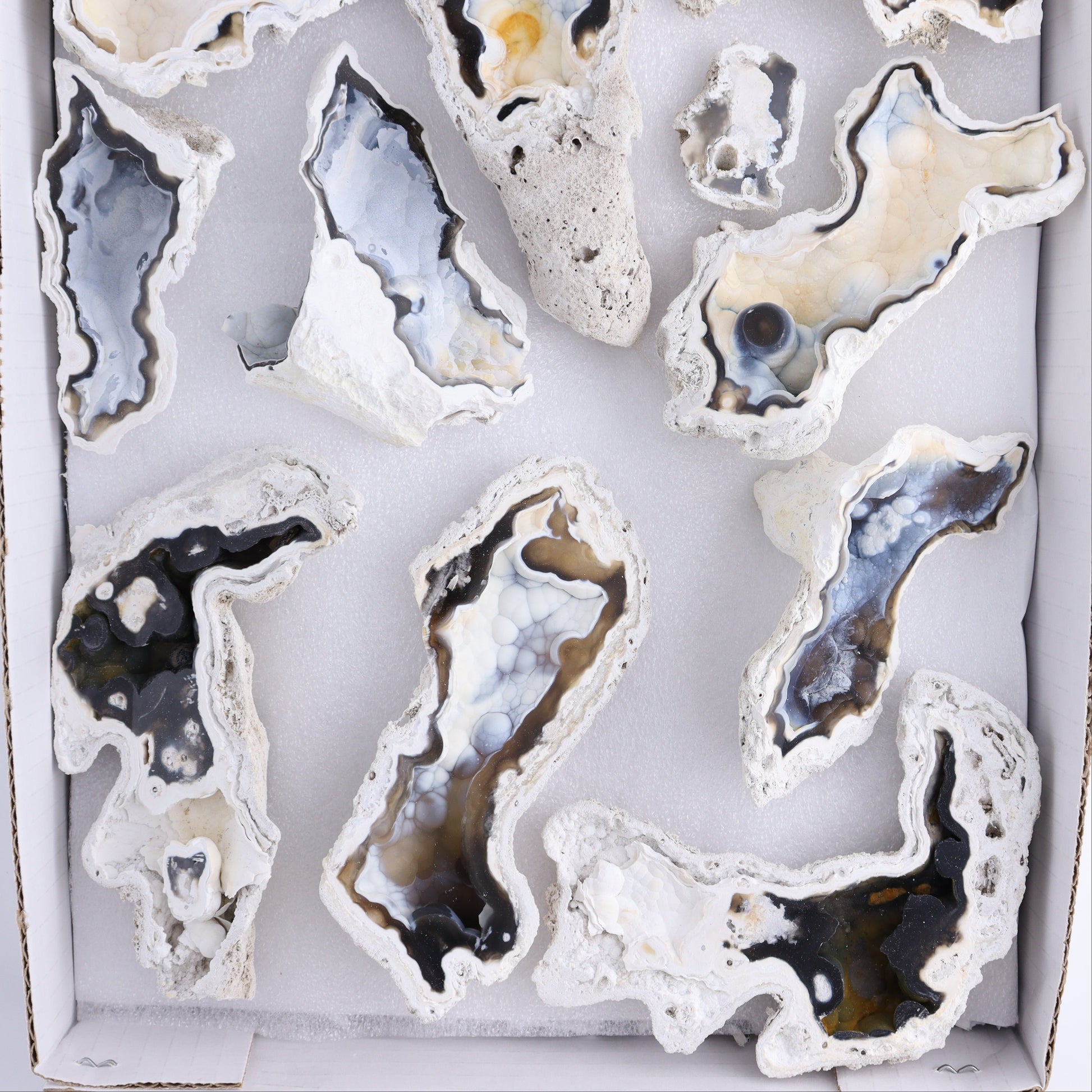 Agatized Coral Flat - Expert Wholesale and Supplier of Wholesale Crystals & Bulk Gemstones, ["Agate","Agatized Coral","Coral","United States"]