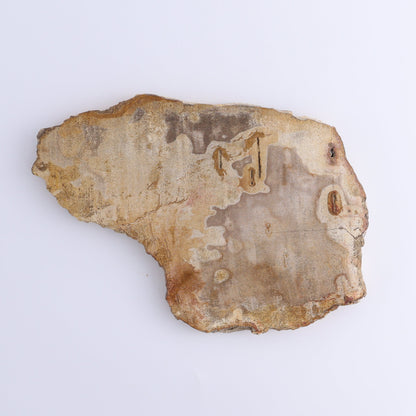 Petrified Wood Slices & Slabs Set of 4 - Expert Wholesale and Supplier of Wholesale Crystals & Bulk Gemstones, ["Freeforms","Indonesia","Petrified Wood","Slices and Slabs"]