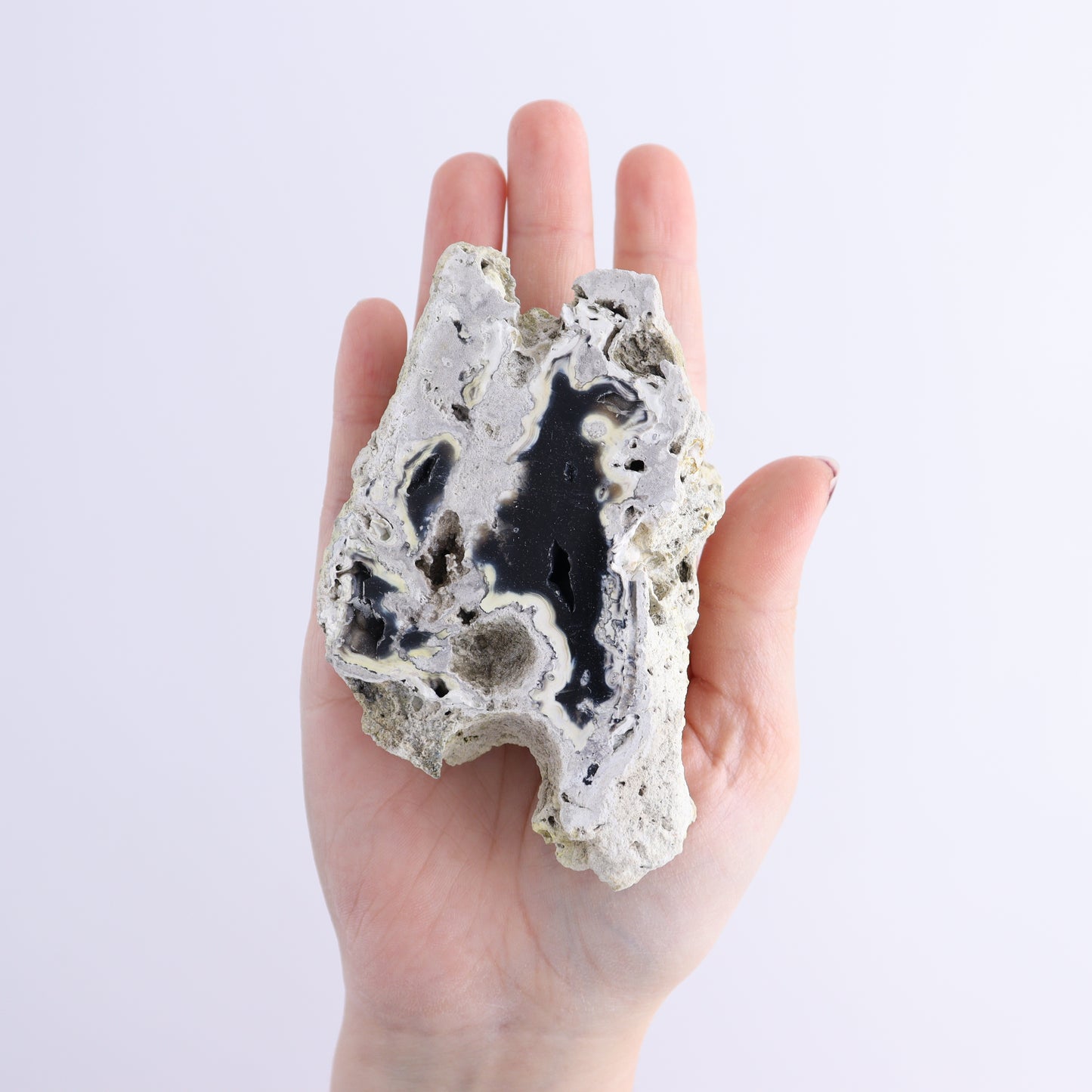 Agatized Coral Flat - Expert Wholesale and Supplier of Wholesale Crystals & Bulk Gemstones, ["Agate","Agatized Coral","Coral","United States"]