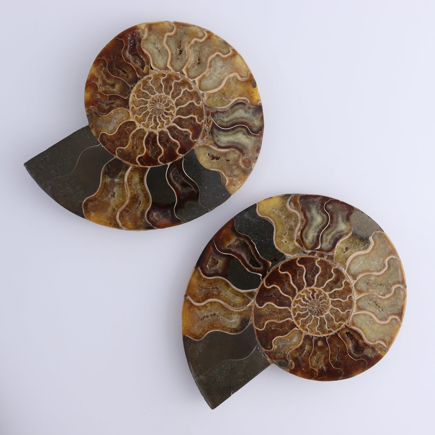 Ammonite Shells Set of 6 - Expert Wholesale and Supplier of Wholesale Crystals & Bulk Gemstones, ["Ammonite","Madagascar","shells"]