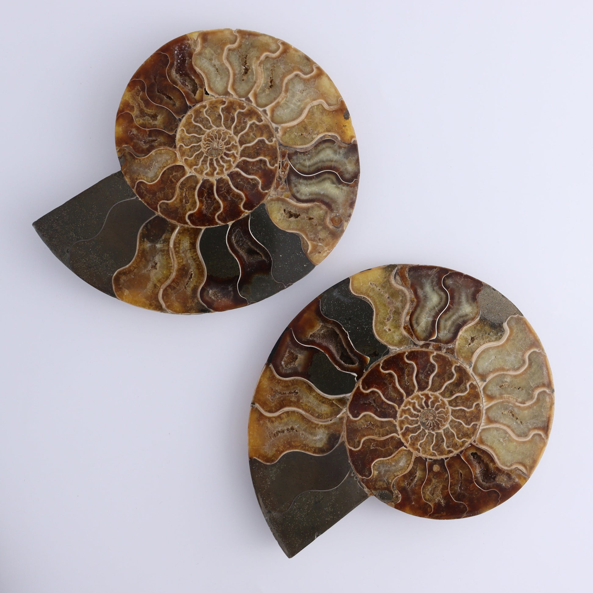 Ammonite Shells Set of 6 - Expert Wholesale and Supplier of Wholesale Crystals & Bulk Gemstones, ["Ammonite","Madagascar","shells"]