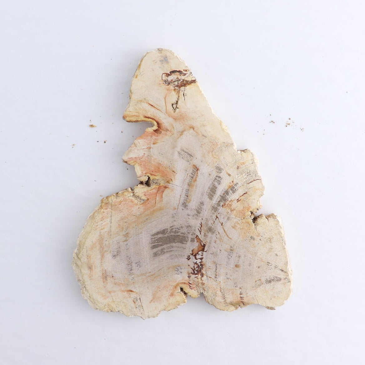 Petrified Wood Slices & Slabs Set of 4