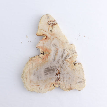Petrified Wood Slices & Slabs Set of 4