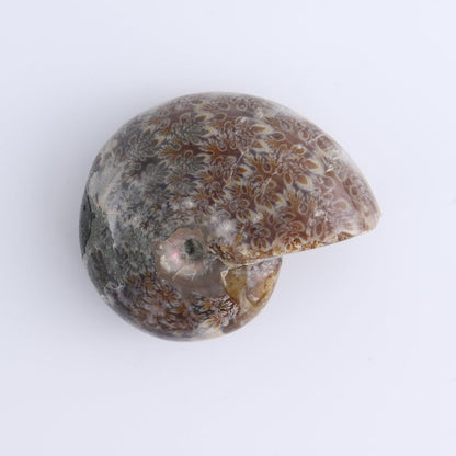 Ammonite Shells Set of 4