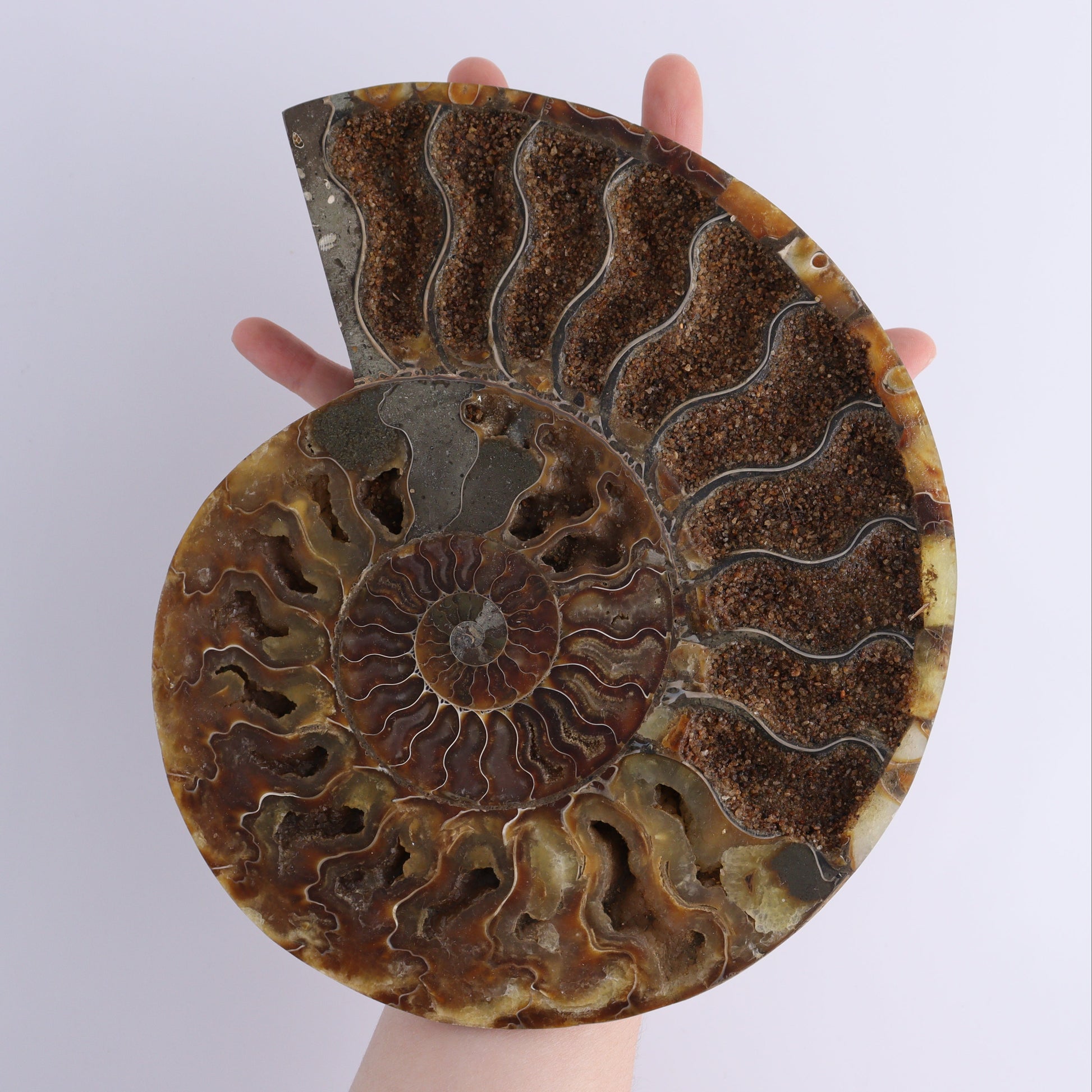 Ammonite Pair - Expert Wholesale and Supplier of Wholesale Crystals & Bulk Gemstones, ["Ammonite","Madagascar","shells"]