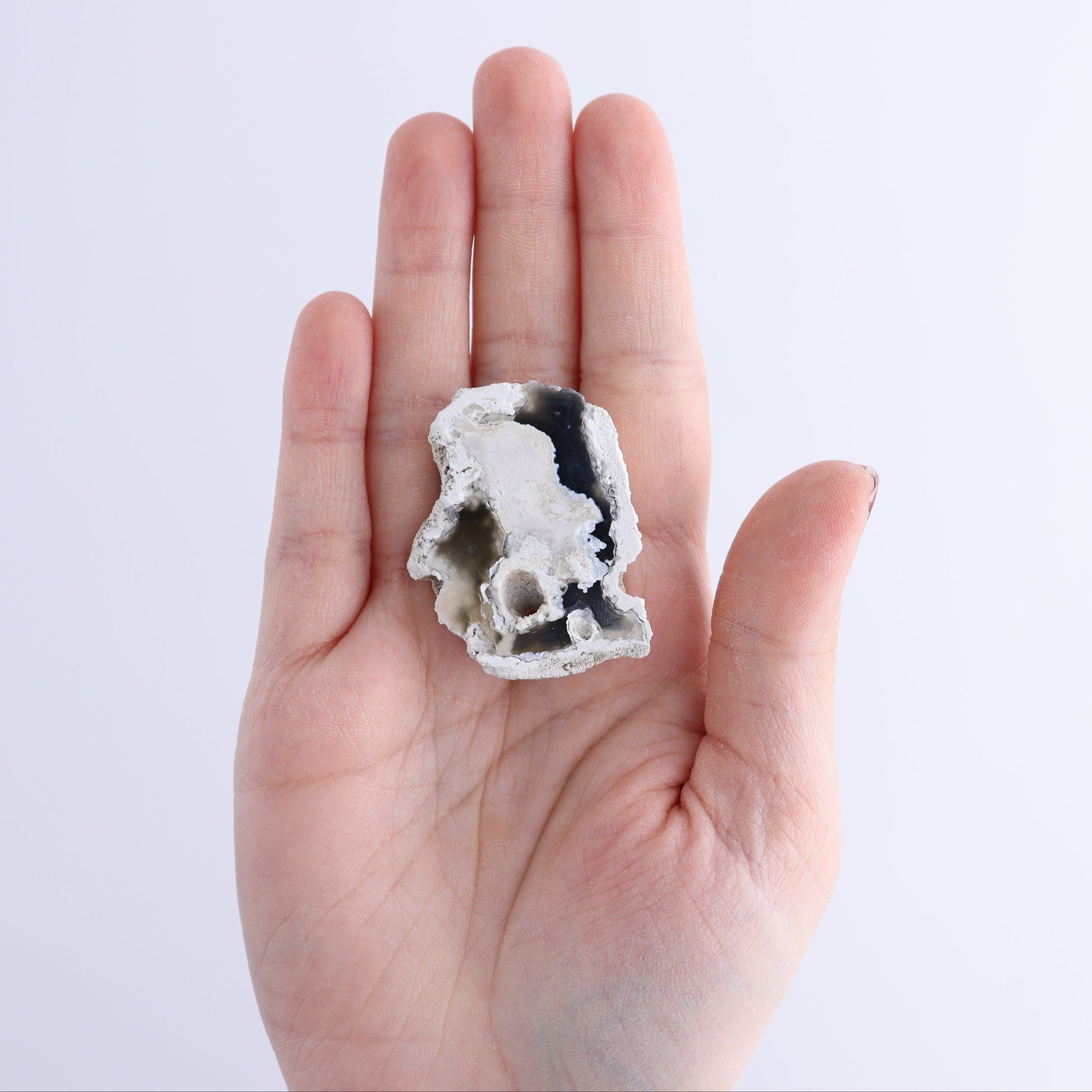 Agatized Coral Flat - Expert Wholesale and Supplier of Wholesale Crystals & Bulk Gemstones, ["Agate","Agatized Coral","Coral","United States"]