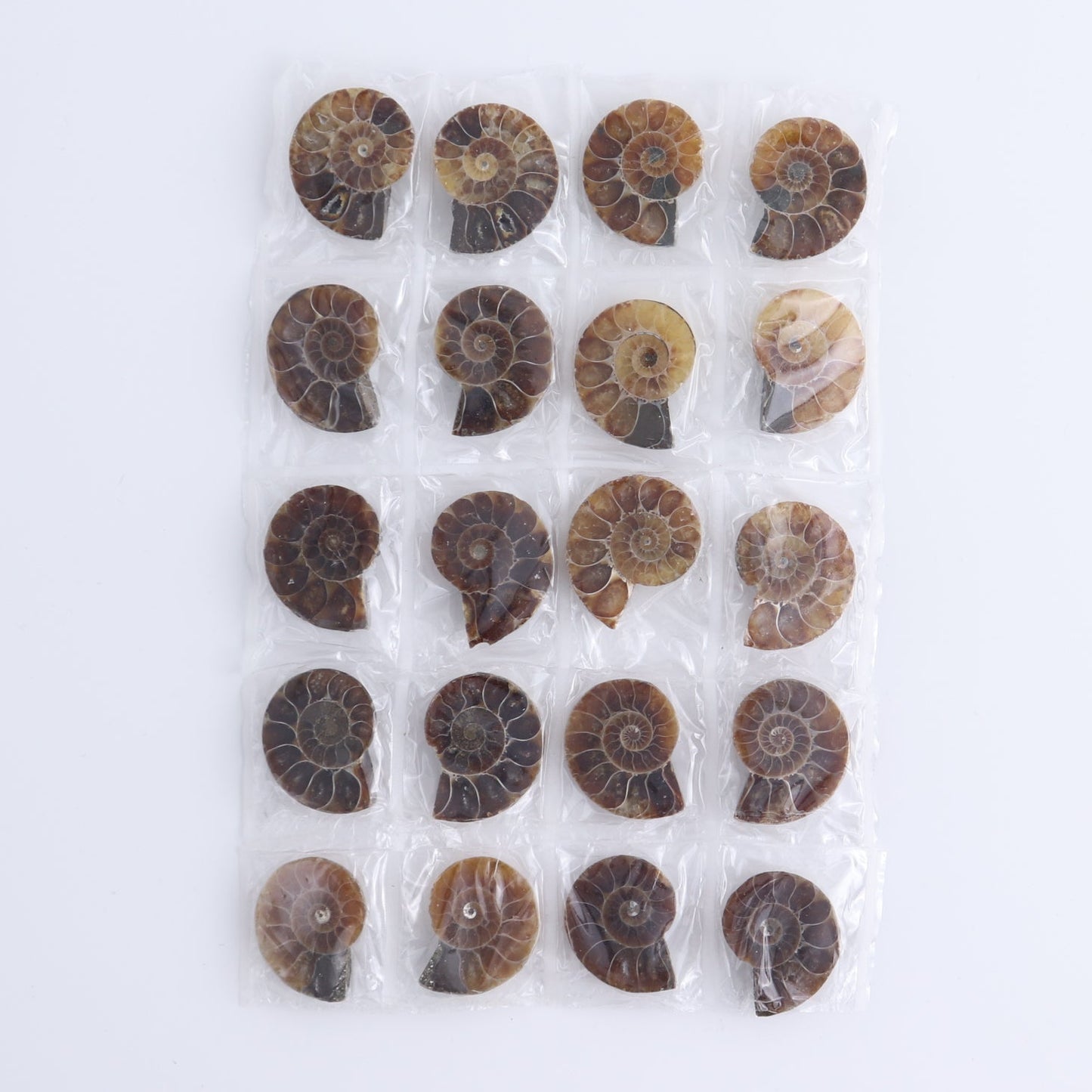 One 10 Pairs Mini Ammonite Set