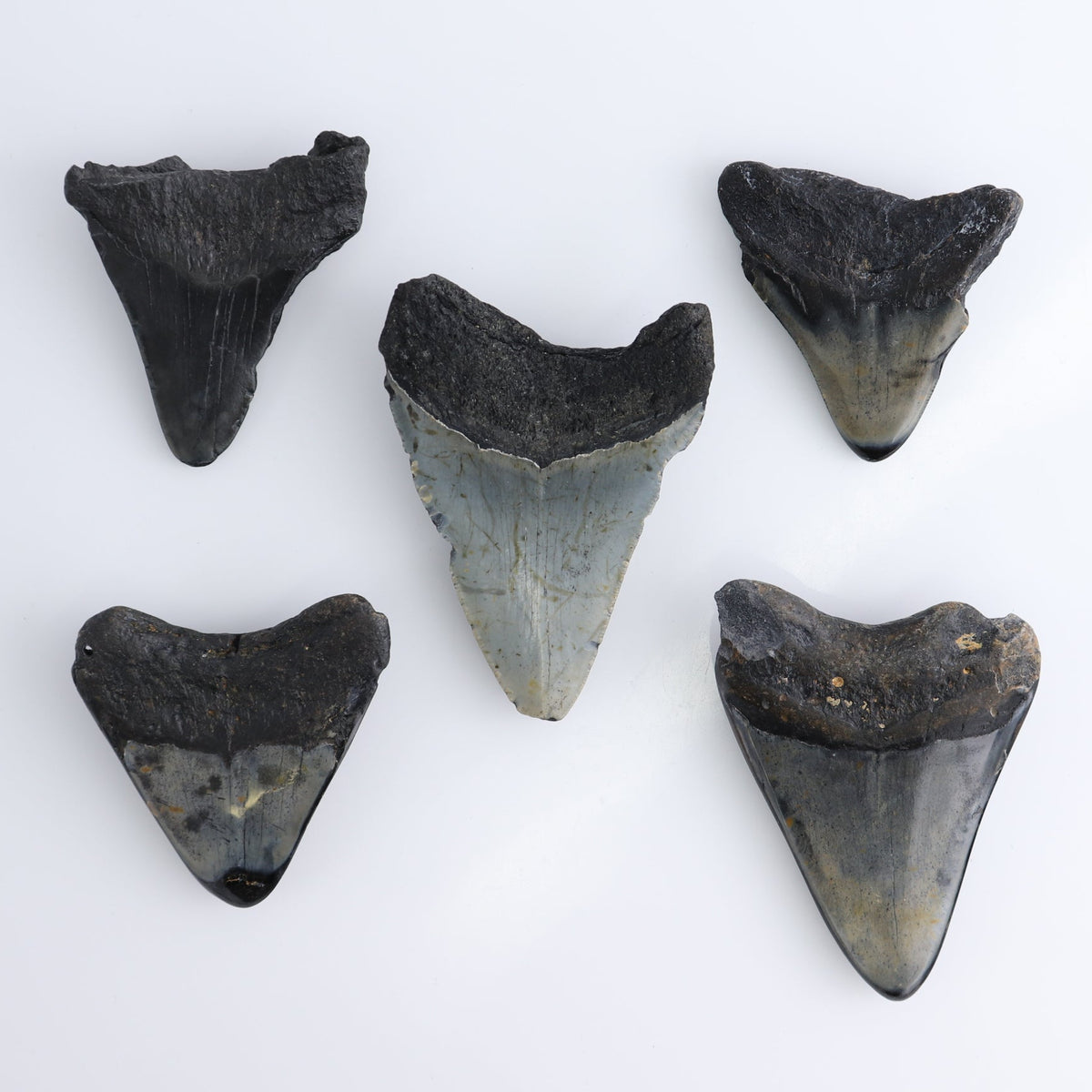 Megalodon Teeth Set of 5 - wholesale crystals
