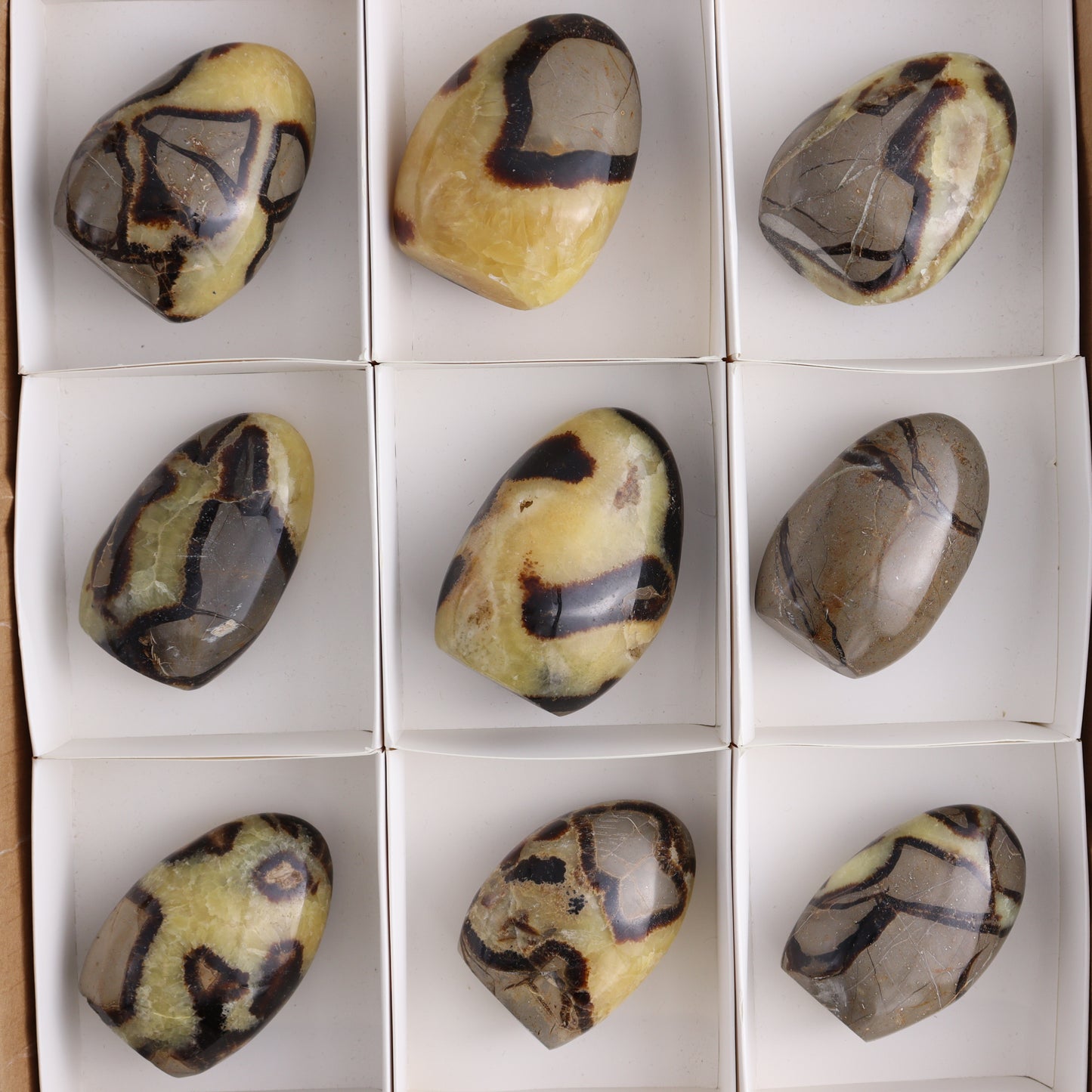 Septarian Freeforms Set of 12 - Expert Wholesale and Supplier of Wholesale Crystals & Bulk Gemstones, ["Freeforms","Madagascar","Septarian"]