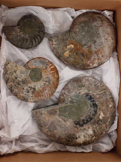 Ammonite Pairs Set of 4