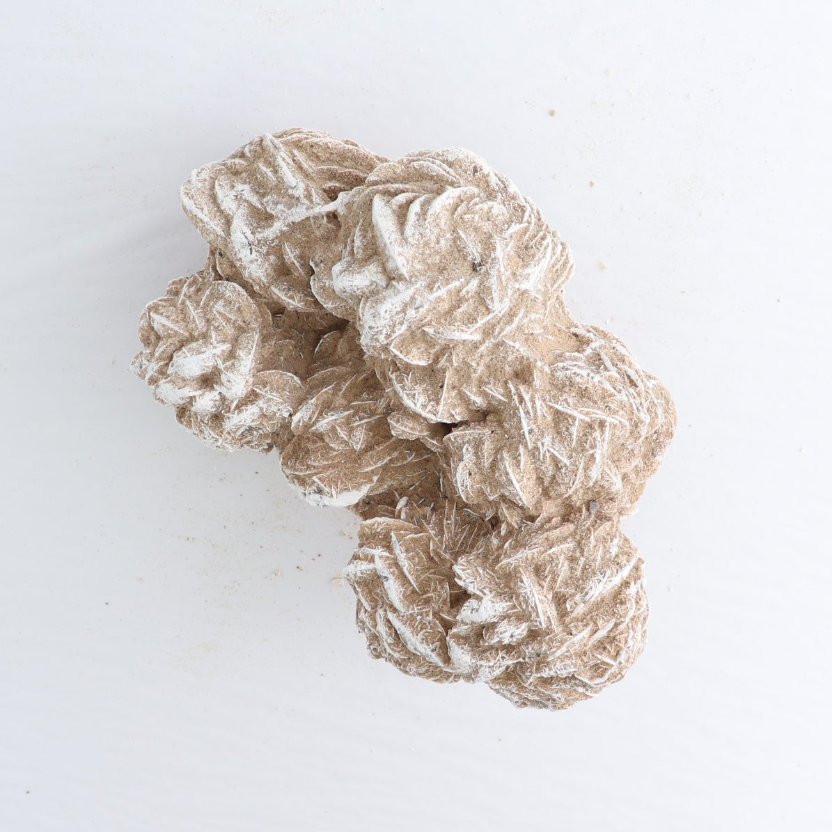 Desert Rose Set of 4
