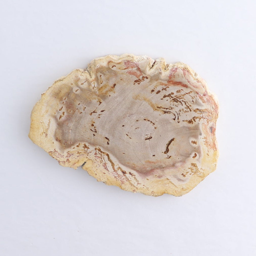 Petrified Wood Slices & Slabs Set of 4