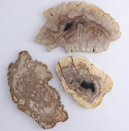 Petrified Wood Slices & Slabs Set of 3 - Expert Wholesale and Supplier of Wholesale Crystals & Bulk Gemstones, ["Freeforms","Indonesia","Petrified Wood","Slices and Slabs"]