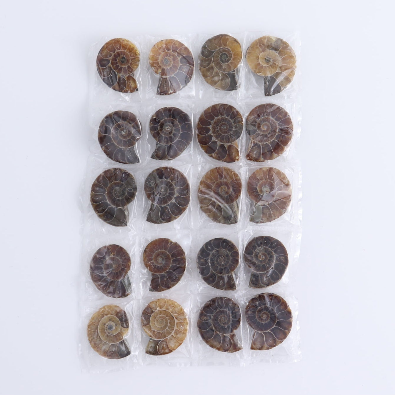 One 10 Pairs Mini Ammonite Set