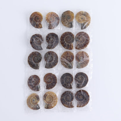 One 10 Pairs Mini Ammonite Set