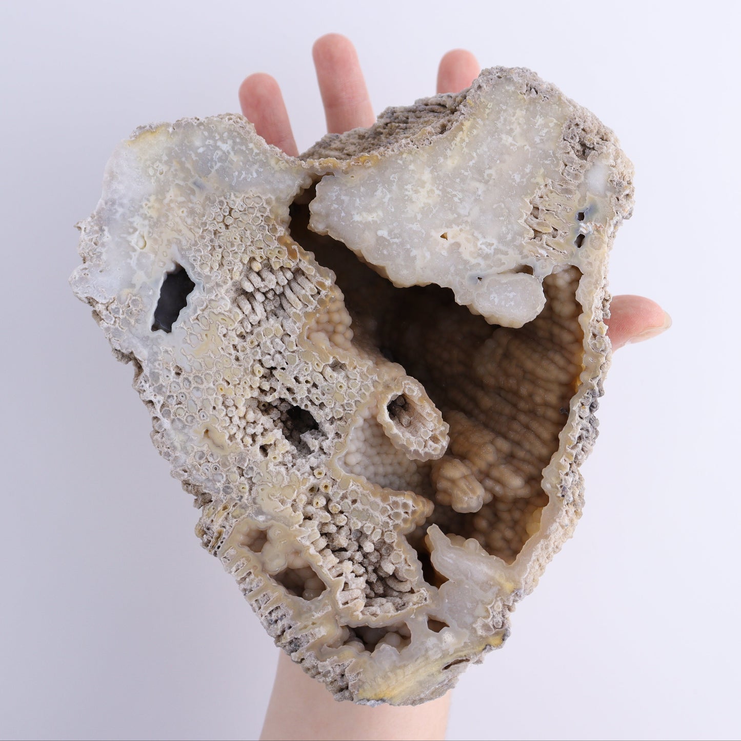 Agatized Coral Flat - Expert Wholesale and Supplier of Wholesale Crystals & Bulk Gemstones, ["Agate","Agatized Coral","Coral","United States"]