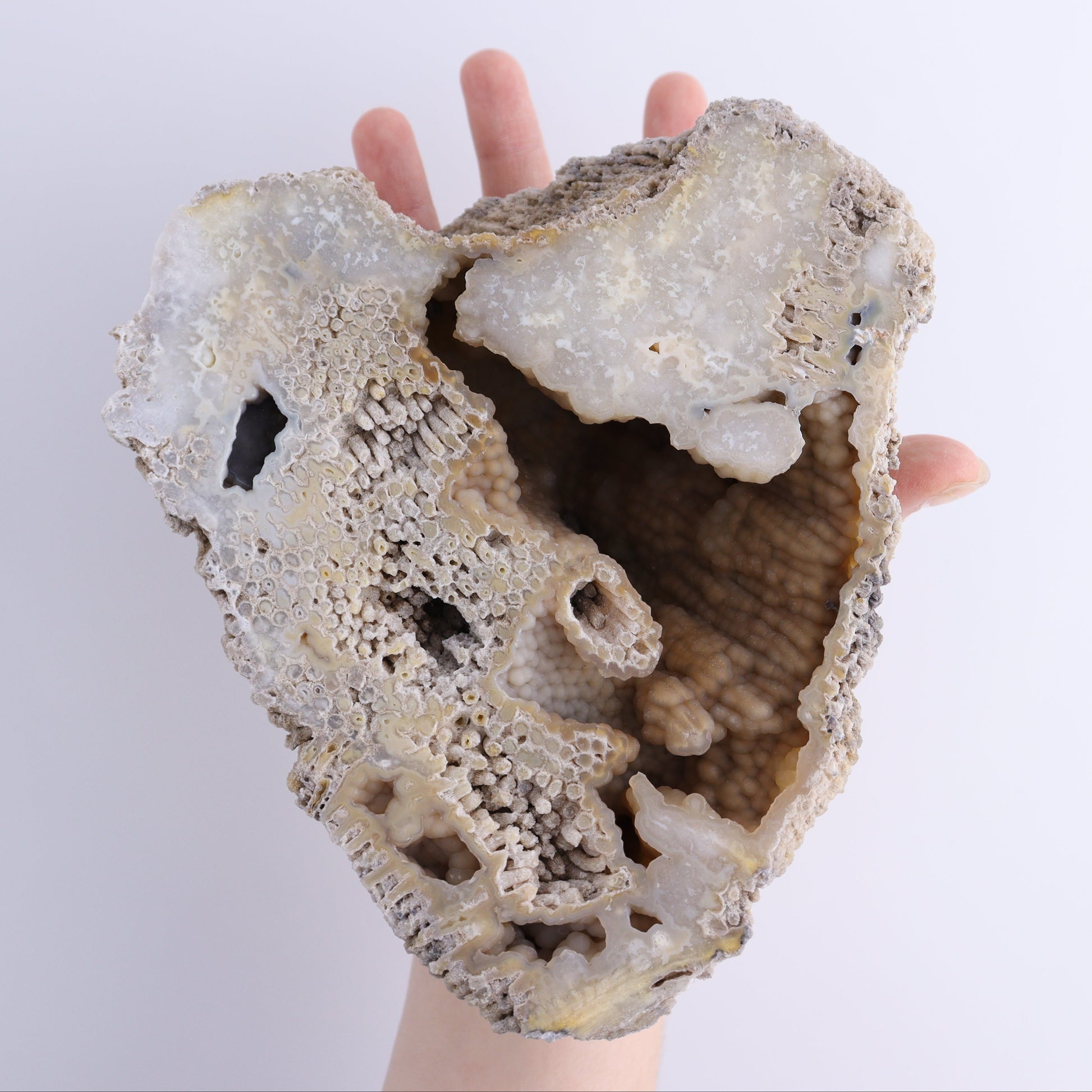 Agatized Coral Flat - Expert Wholesale and Supplier of Wholesale Crystals & Bulk Gemstones, ["Agate","Agatized Coral","Coral","United States"]