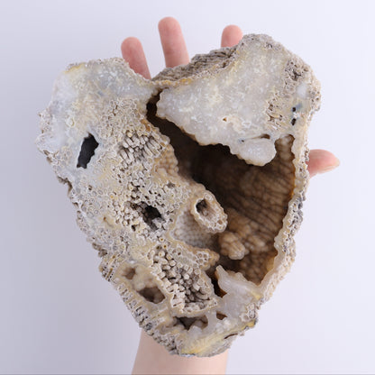 Agatized Coral Flat - Expert Wholesale and Supplier of Wholesale Crystals & Bulk Gemstones, ["Agate","Agatized Coral","Coral","United States"]