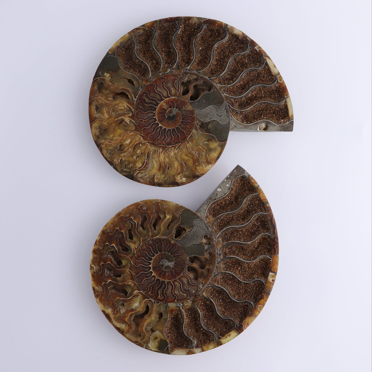 Ammonite Pair - Expert Wholesale and Supplier of Wholesale Crystals & Bulk Gemstones, ["Ammonite","Madagascar","shells"]