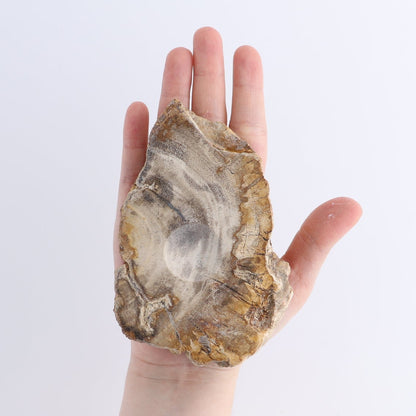 One Petrified Wood Sphere Holder