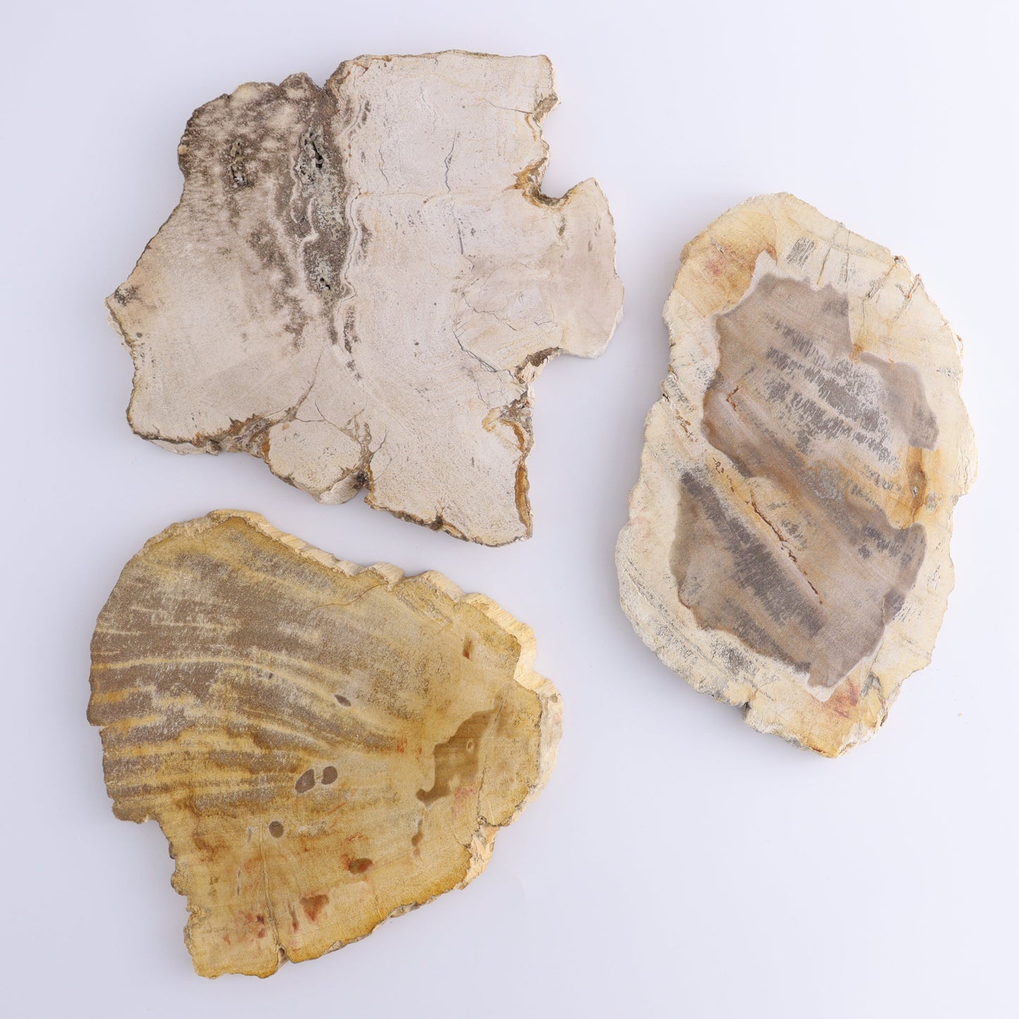 Petrified Wood Slices & Slabs Set of 3 - Expert Wholesale and Supplier of Wholesale Crystals & Bulk Gemstones, ["Freeforms","Indonesia","Petrified Wood","Slices and Slabs"]