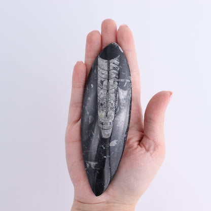 Orthoceras Polished Set of 5 - Expert Wholesale and Supplier of Wholesale Crystals & Bulk Gemstones, ["Orthoceras","Polished"]