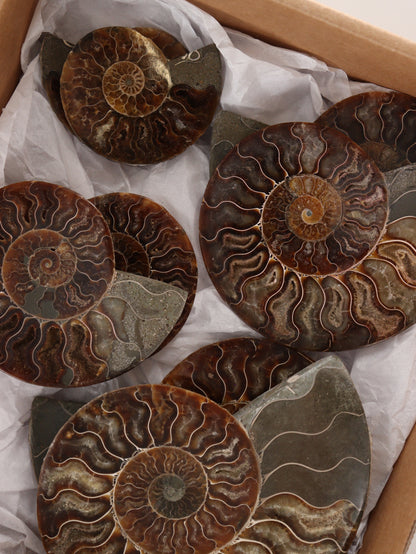 Ammonite Pairs Set of 4