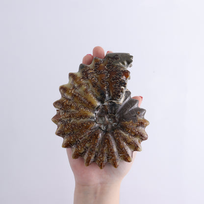 Ammonite Shells Set of 6 - Expert Wholesale and Supplier of Wholesale Crystals & Bulk Gemstones, ["Ammonite","Madagascar","shells"]