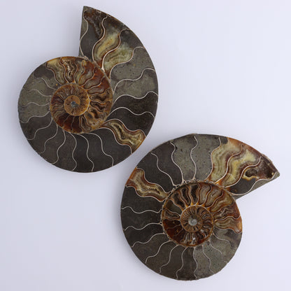 Ammonite Shells Set of 6 - Expert Wholesale and Supplier of Wholesale Crystals & Bulk Gemstones, ["Ammonite","Madagascar","shells"]
