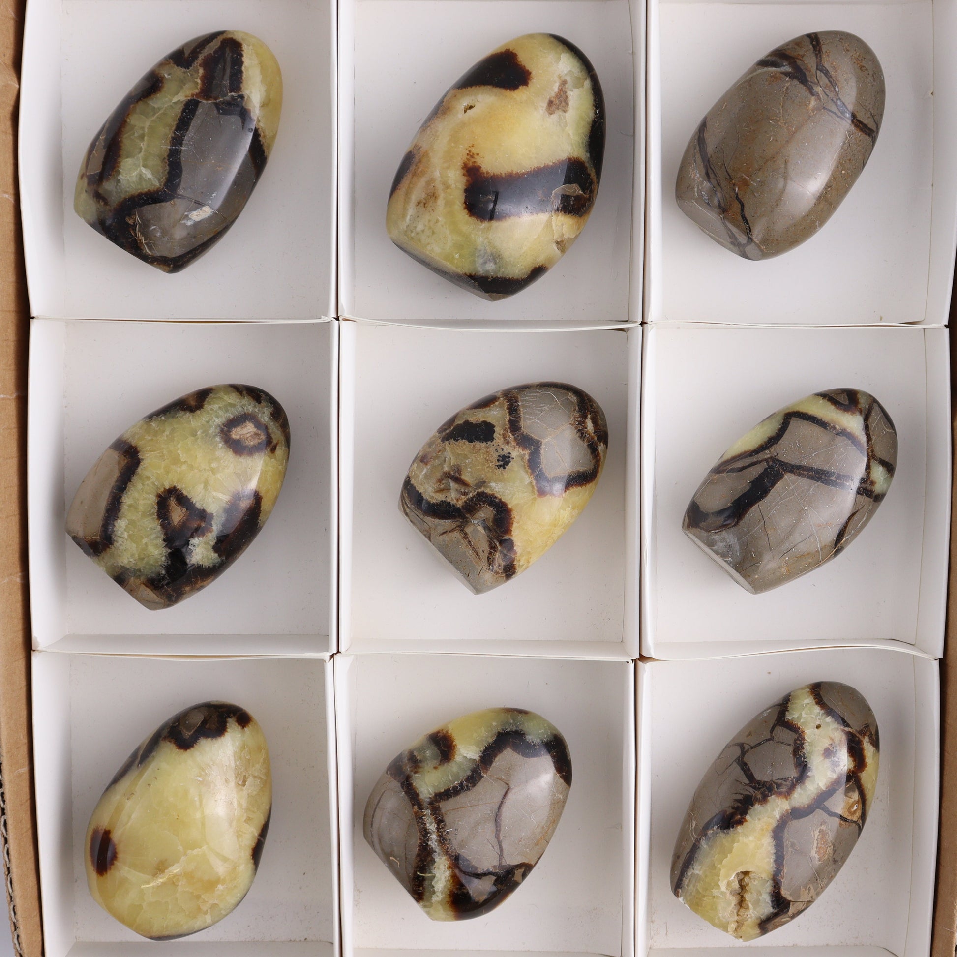 Septarian Freeforms Set of 12 - Expert Wholesale and Supplier of Wholesale Crystals & Bulk Gemstones, ["Freeforms","Madagascar","Septarian"]