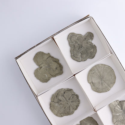 Pyrite Suns Flat of 6 - Expert Wholesale and Supplier of Wholesale Crystals & Bulk Gemstones, ["Pyrite","Suns","United States"]