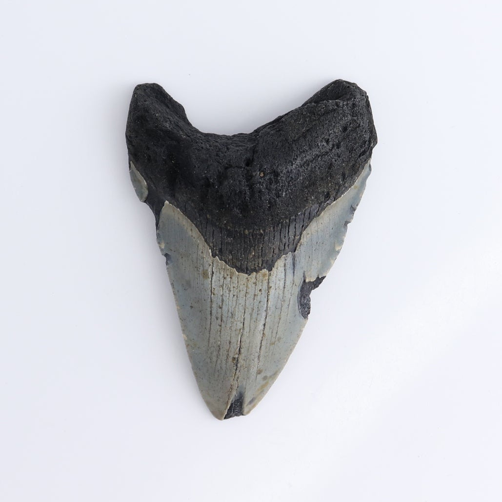 Megalodon Teeth Set of 5 - wholesale crystals