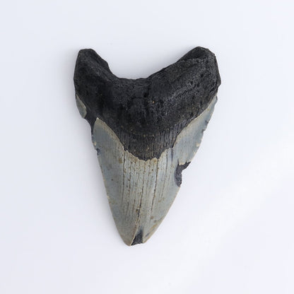 Megalodon Teeth Set of 5 - wholesale crystals