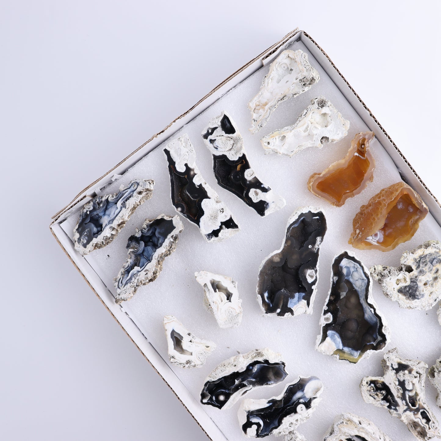 Agatized Coral Flat - Expert Wholesale and Supplier of Wholesale Crystals & Bulk Gemstones, ["Agate","Agatized Coral","Coral","United States"]