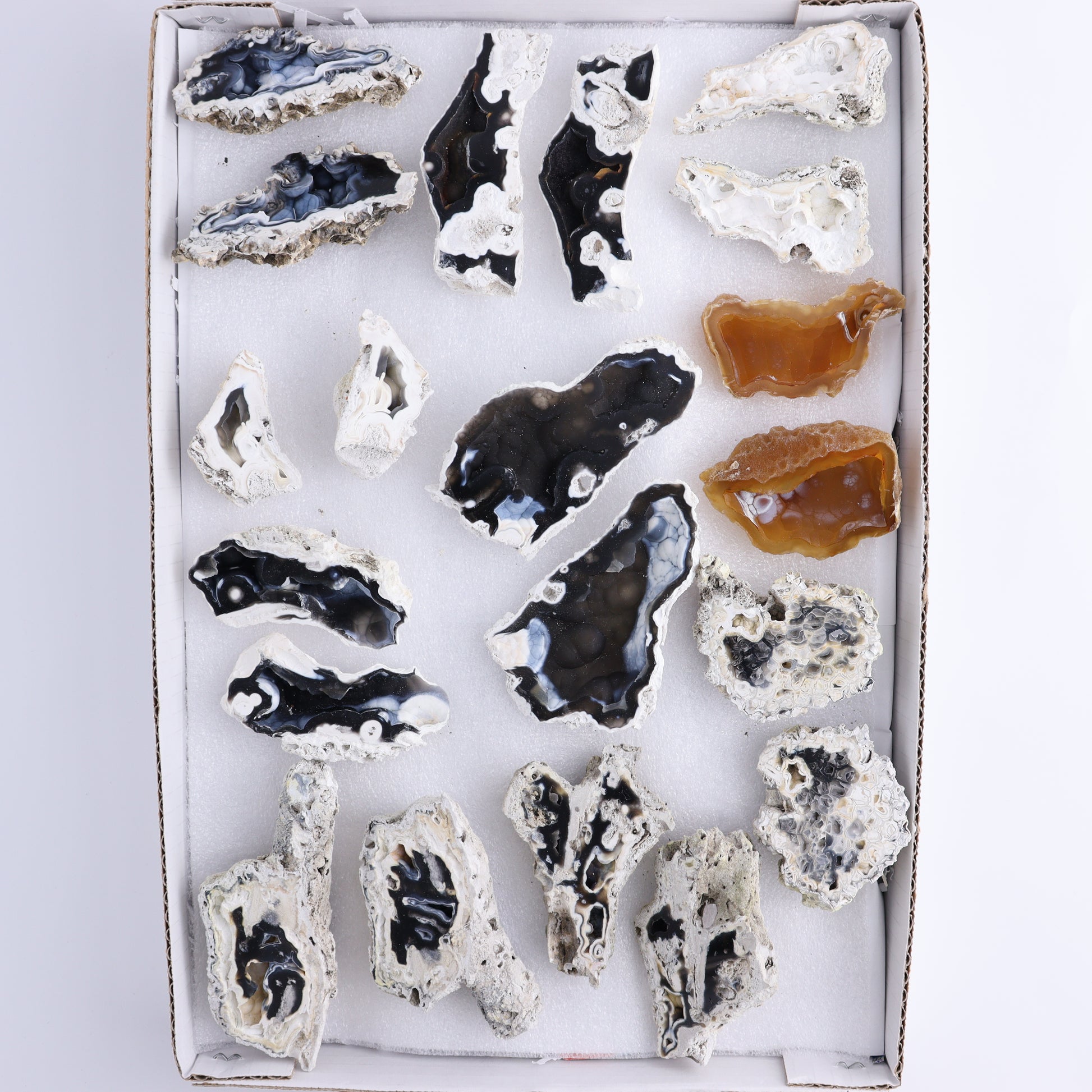 Agatized Coral Flat - Expert Wholesale and Supplier of Wholesale Crystals & Bulk Gemstones, ["Agate","Agatized Coral","Coral","United States"]
