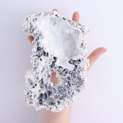 Agatized Coral Flat - Expert Wholesale and Supplier of Wholesale Crystals & Bulk Gemstones, ["Agate","Agatized Coral","Coral","United States"]