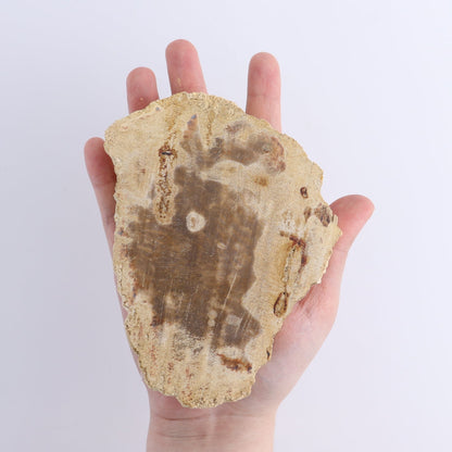 Petrified Wood Slices & Slabs Set of 4