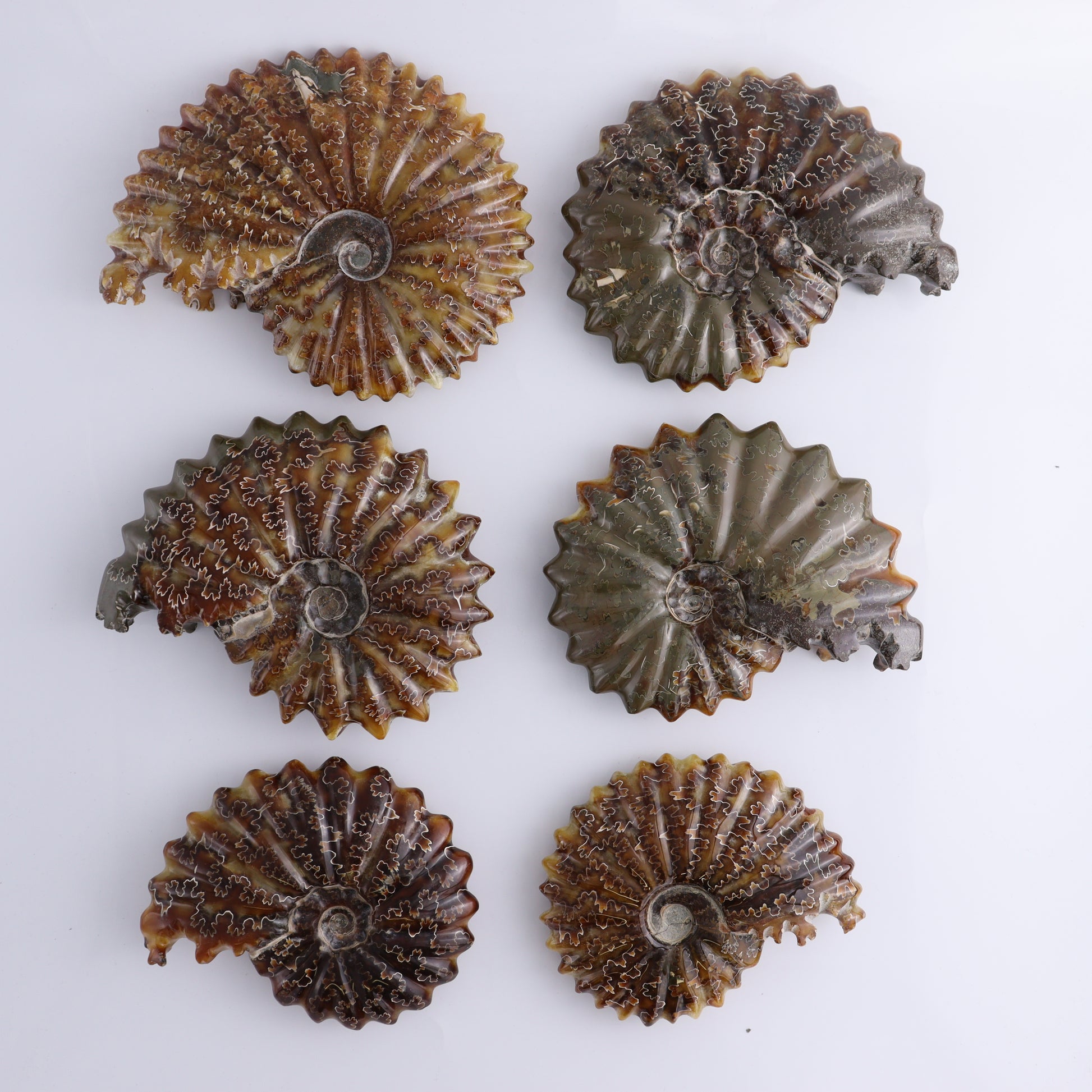 Ammonite Shells Set of 6 - Expert Wholesale and Supplier of Wholesale Crystals & Bulk Gemstones, ["Ammonite","Madagascar","shells"]