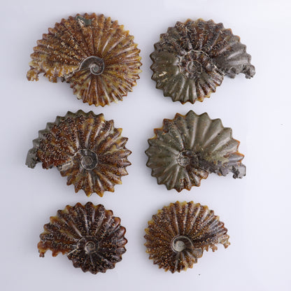 Ammonite Shells Set of 6 - Expert Wholesale and Supplier of Wholesale Crystals & Bulk Gemstones, ["Ammonite","Madagascar","shells"]
