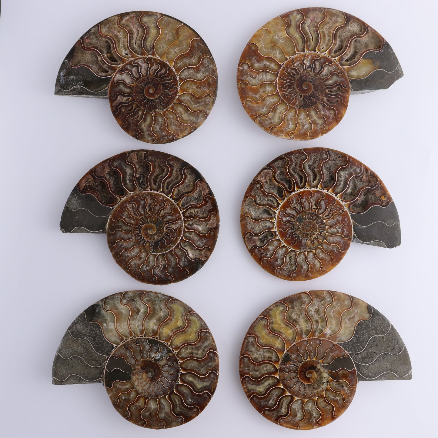 Ammonite Shells Set of 6 - Expert Wholesale and Supplier of Wholesale Crystals & Bulk Gemstones, ["Ammonite","Madagascar","shells"]