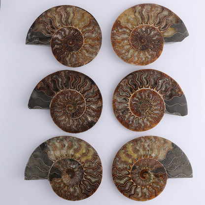 Ammonite Shells Set of 6 - Expert Wholesale and Supplier of Wholesale Crystals & Bulk Gemstones, ["Ammonite","Madagascar","shells"]
