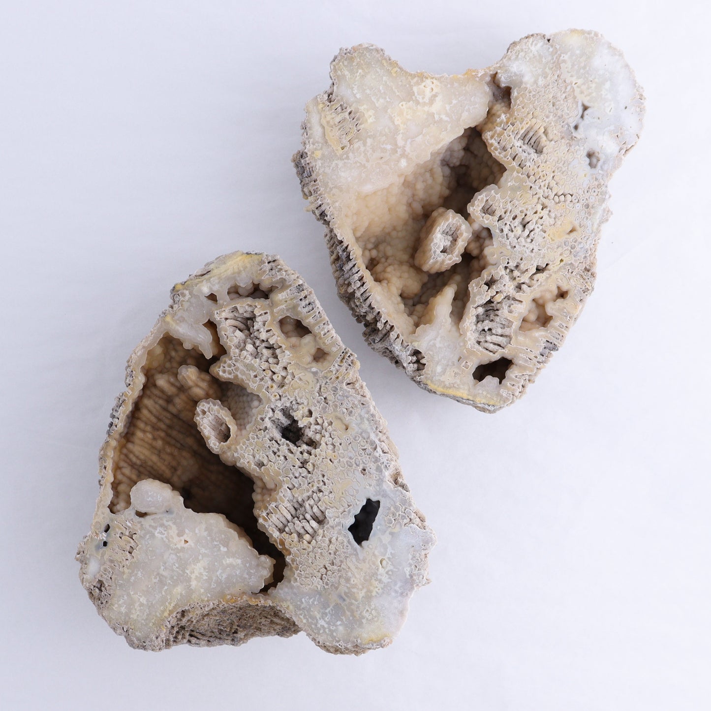 Agatized Coral Flat - Expert Wholesale and Supplier of Wholesale Crystals & Bulk Gemstones, ["Agate","Agatized Coral","Coral","United States"]
