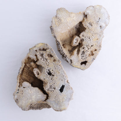 Agatized Coral Flat - Expert Wholesale and Supplier of Wholesale Crystals & Bulk Gemstones, ["Agate","Agatized Coral","Coral","United States"]